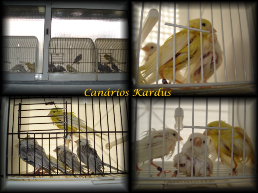 [Secagem+das+aves.jpg]