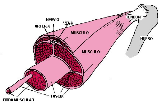 [fascia.jpg]