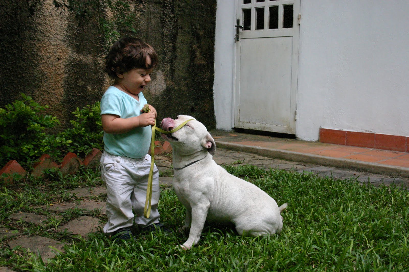 Cavecanem Staffordshire Bull Terrier 10
