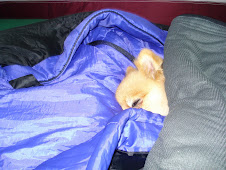 Sleeping bag dog