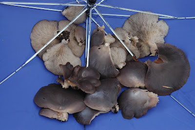 磐城蘭土紀行 ラストダンス をヒラタケと