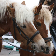 VOOR DE PAARDEN FOTO,S  KLIK DE FOTO