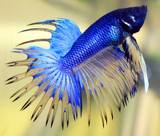 very beautiful betta fish