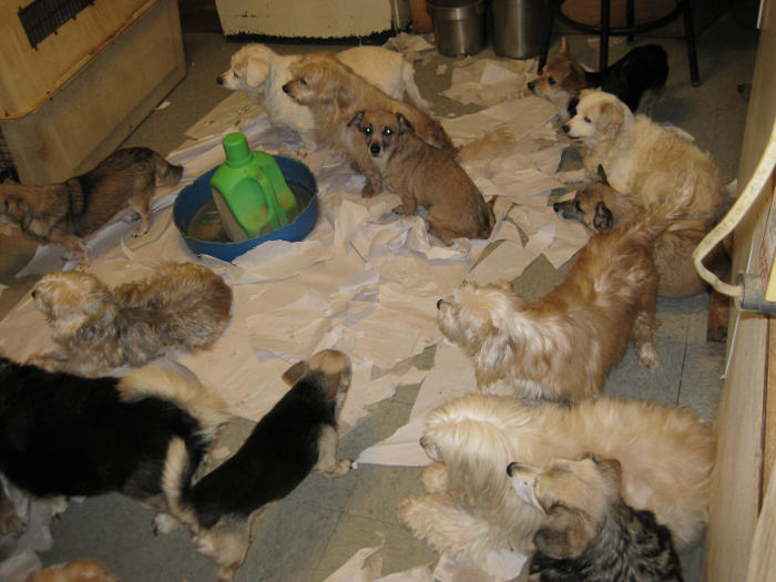 Confessions: Animal Hoarding- Man with 12 Mastiffs - YouTube