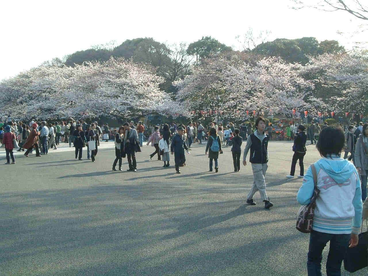 [Cherry+blossom.JPG]
