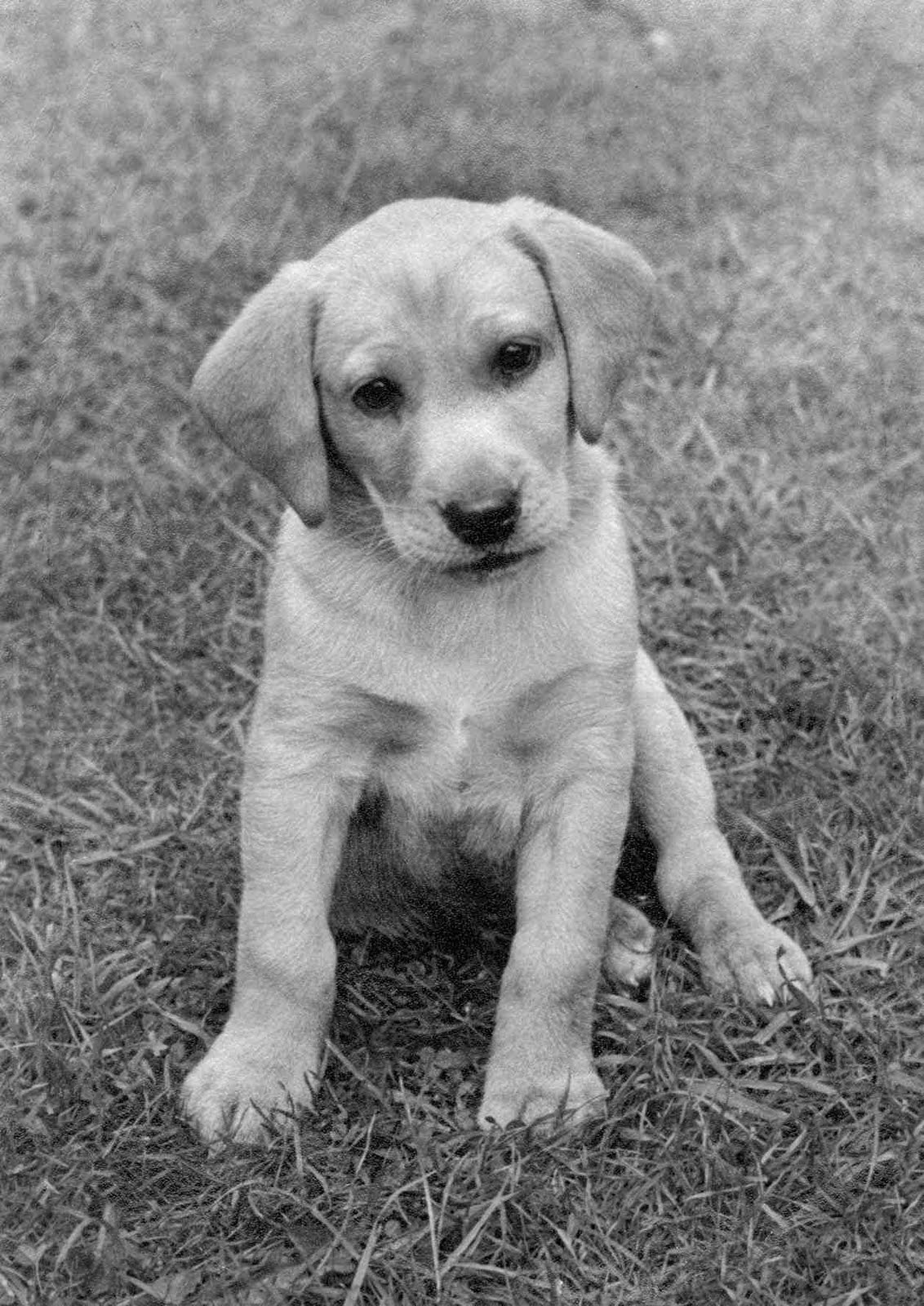 [dog+restored+(2).jpg]