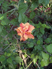 Beautiful Hibiscus in Aticama