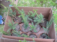 Waiting for a home in the ground