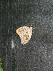 Owl Butterfly
