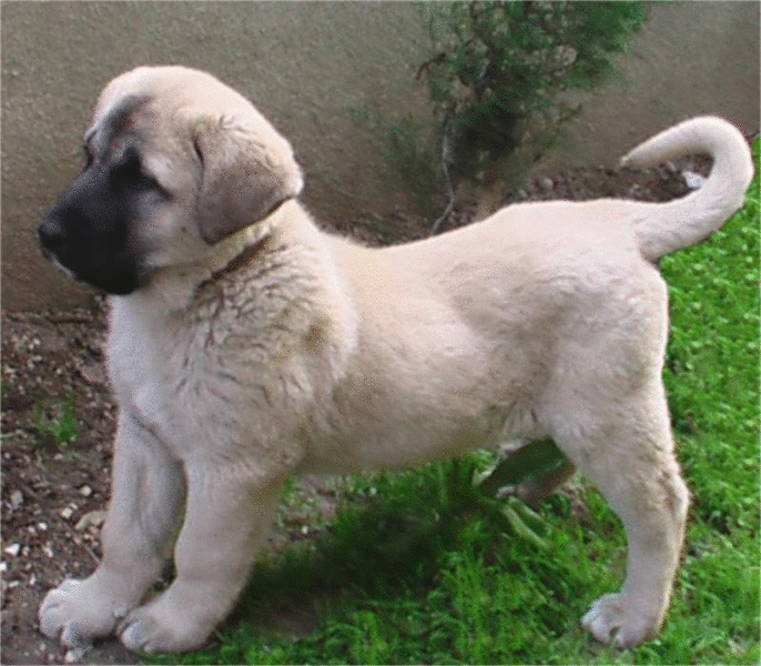 köpekler Anadolu Çoban Köpeği (Sivas Kangal) (İş Yapan Köpekler)