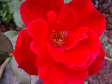 Rose from bush in yard