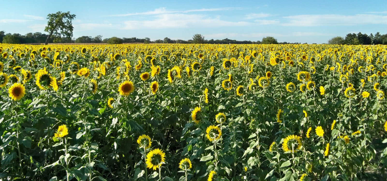 Yellow Springs Arts Sunflowers Bloom