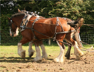 Farming Horses