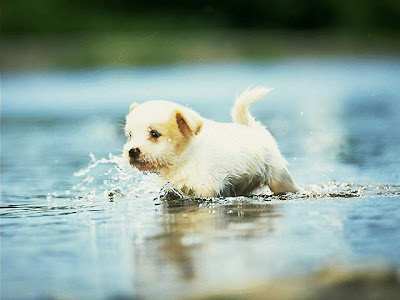 Puppy Wallpapers | Free Puppy Desktop Wallpapers