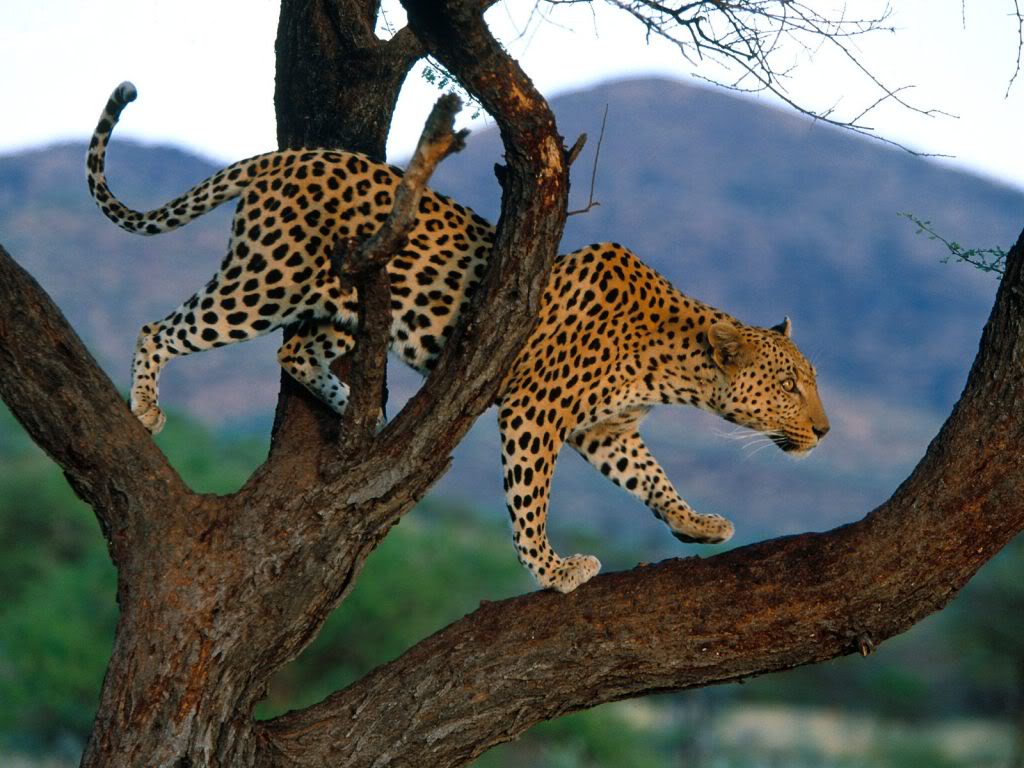 JAGUAR ANIMAL SALVAJE jaguar animal salvaje: