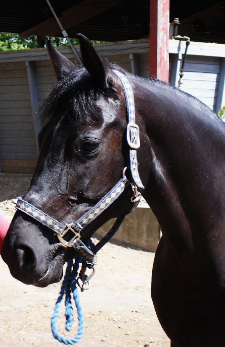 Utveckling tillsammans med en fyrbent vän