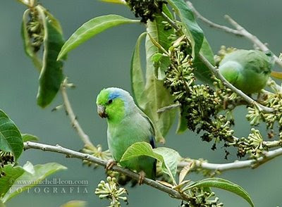 Forpus Coelestis