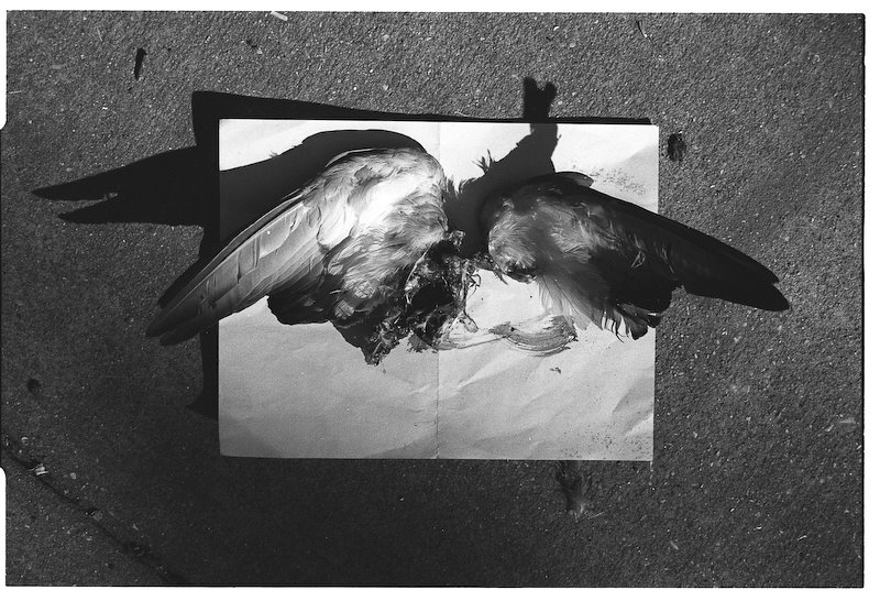 deadbird.jpg