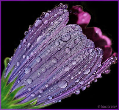 -48+Purple+Rain+Black1.jpg