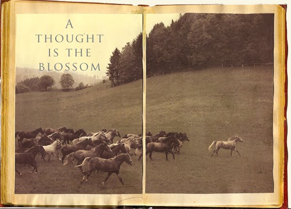 a thought is the blossom