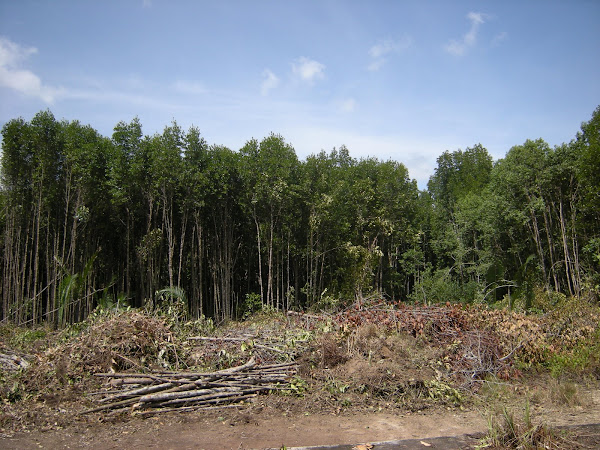 Foto hutan tanaman Agustus 2008