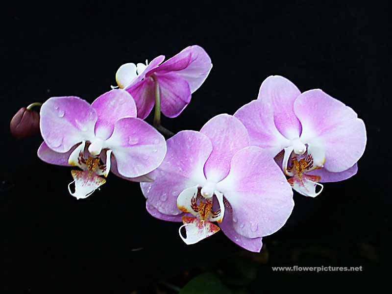 [orchid6.jpg]