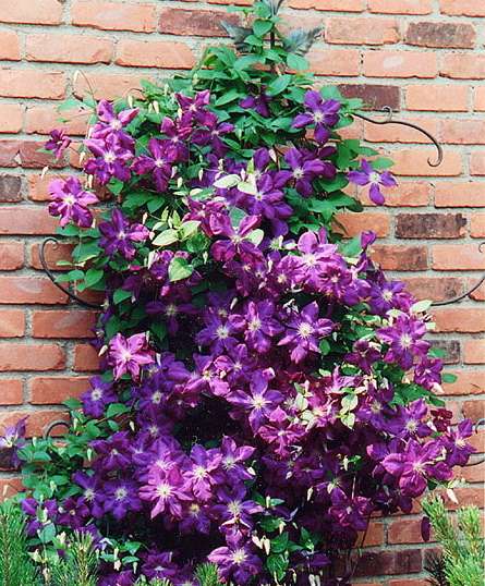 Clematis Shade