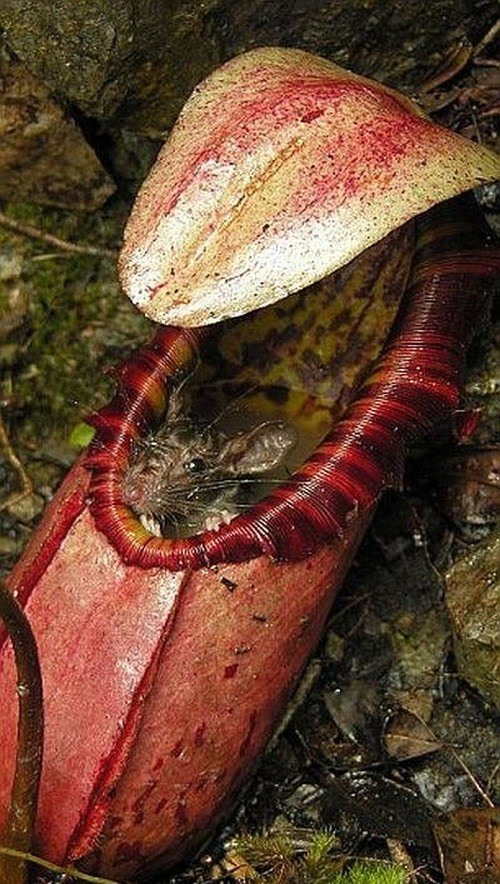 Nature Wonder Dangerous Flesh Eating Plants
