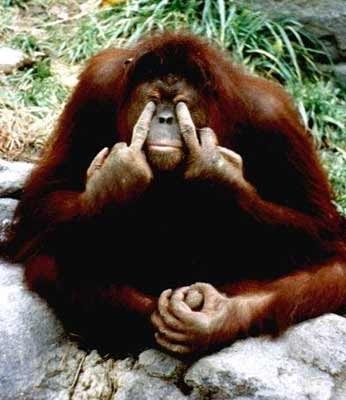 [monkeyFlip.jpg]