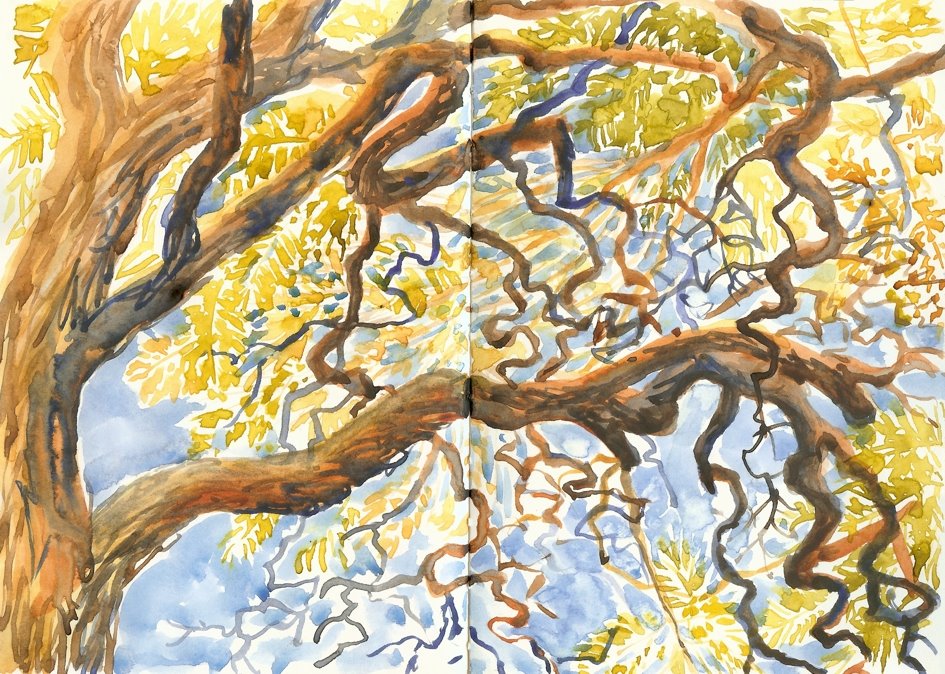 [jacaranda+brnchs.jpg]