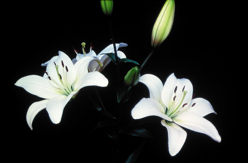 http://1.bp.blogspot.com/_wOq8qYza20s/S7C6jU_Z1CI/AAAAAAAAGrs/nQpvqMmT2tQ/s1600/07043-25-white-lilies.jpg