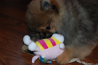 mushabelly dog