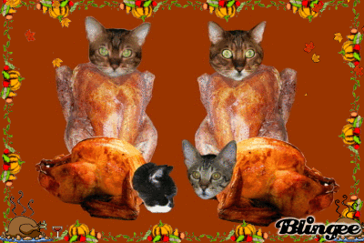 turkey cat