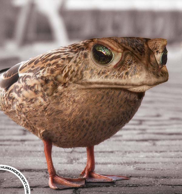 Crazy-Animals+ (image)