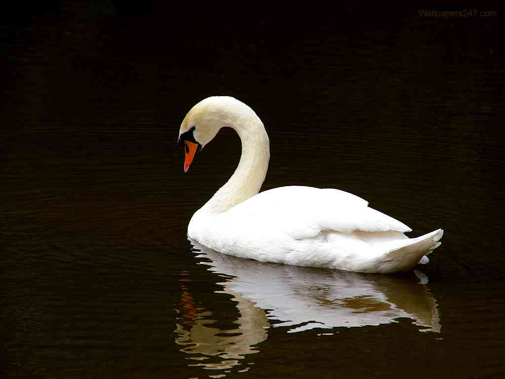[White-Swan-902161.jpg]