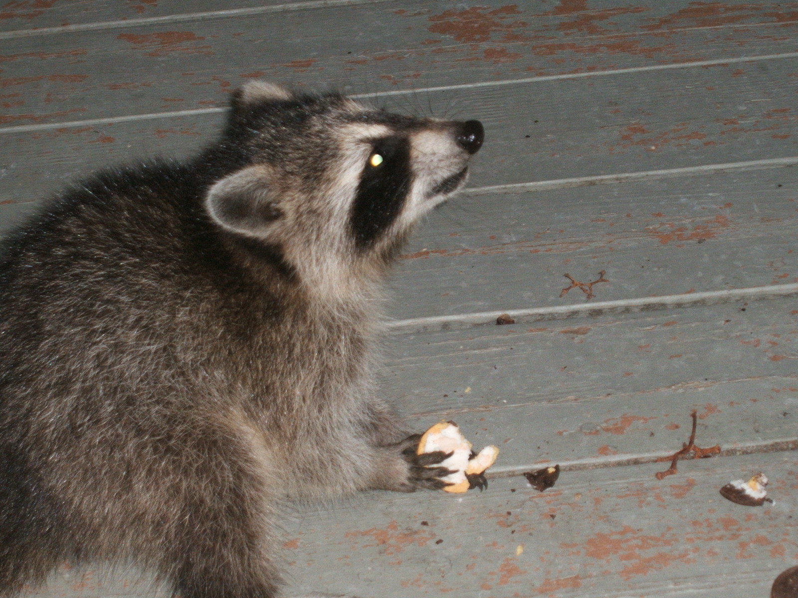 [babyracoonJuly08.JPG]