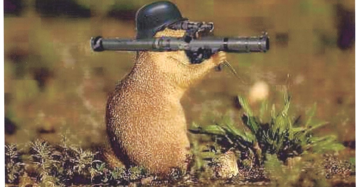 Sage Rat Central SAGE RATS ARE SHOWING