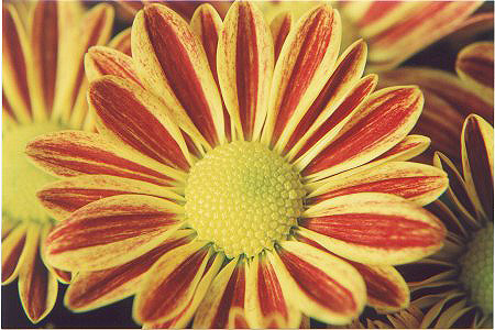 [flor.jpg]