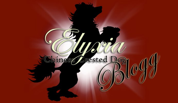 Chinese Crested Blogg
