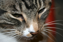 Bob, the capitol cat