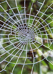 The Spiders Web