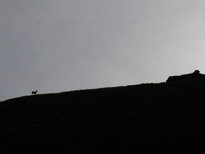 Chamoix sur la crête