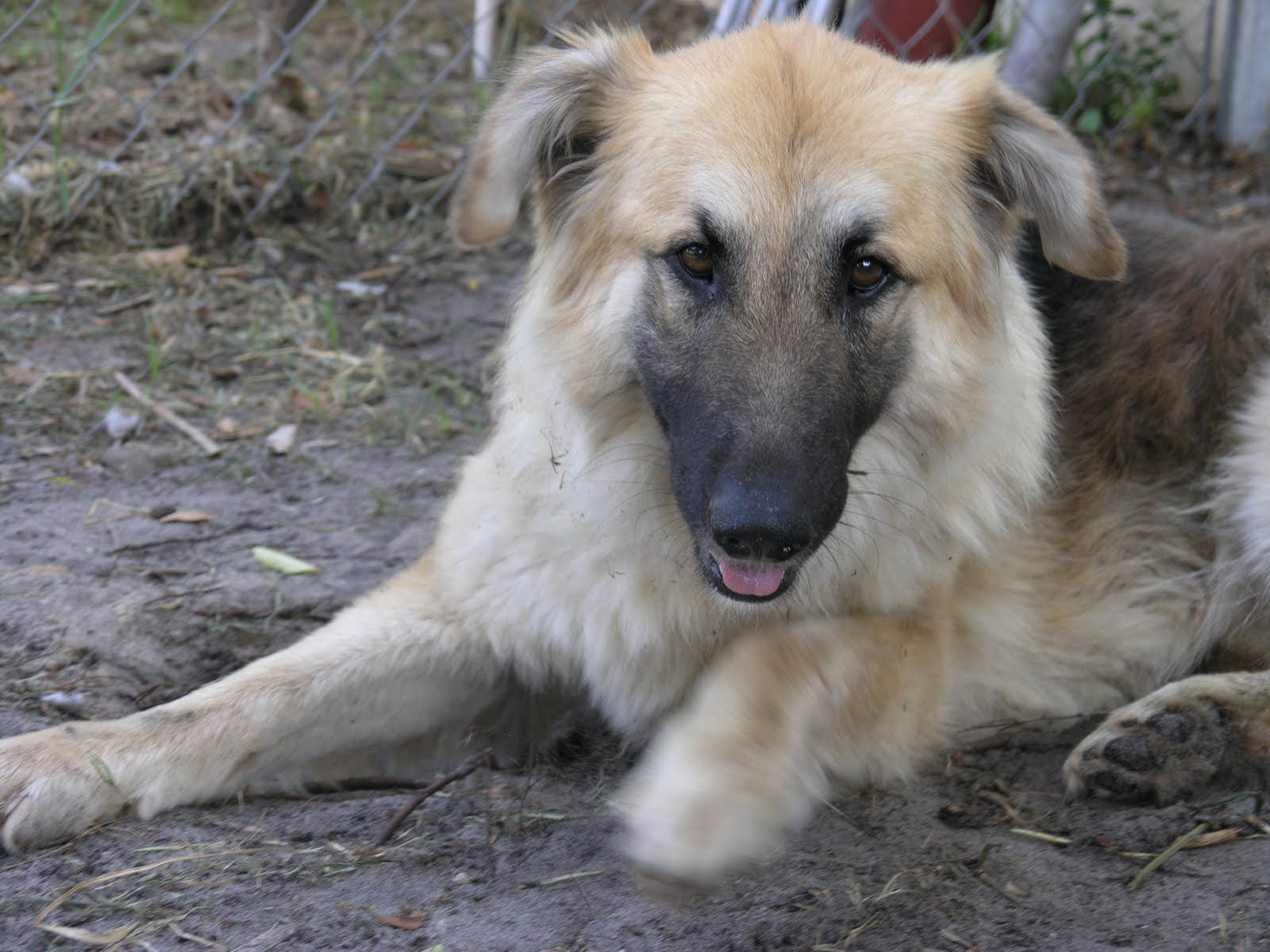Shepherd Poodle Mix