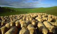 http://1.bp.blogspot.com/_wYdjSYqsgH4/TUFXKOGij5I/AAAAAAAABSc/PP7rDwULSSs/s1600/sheep-flock.jpg