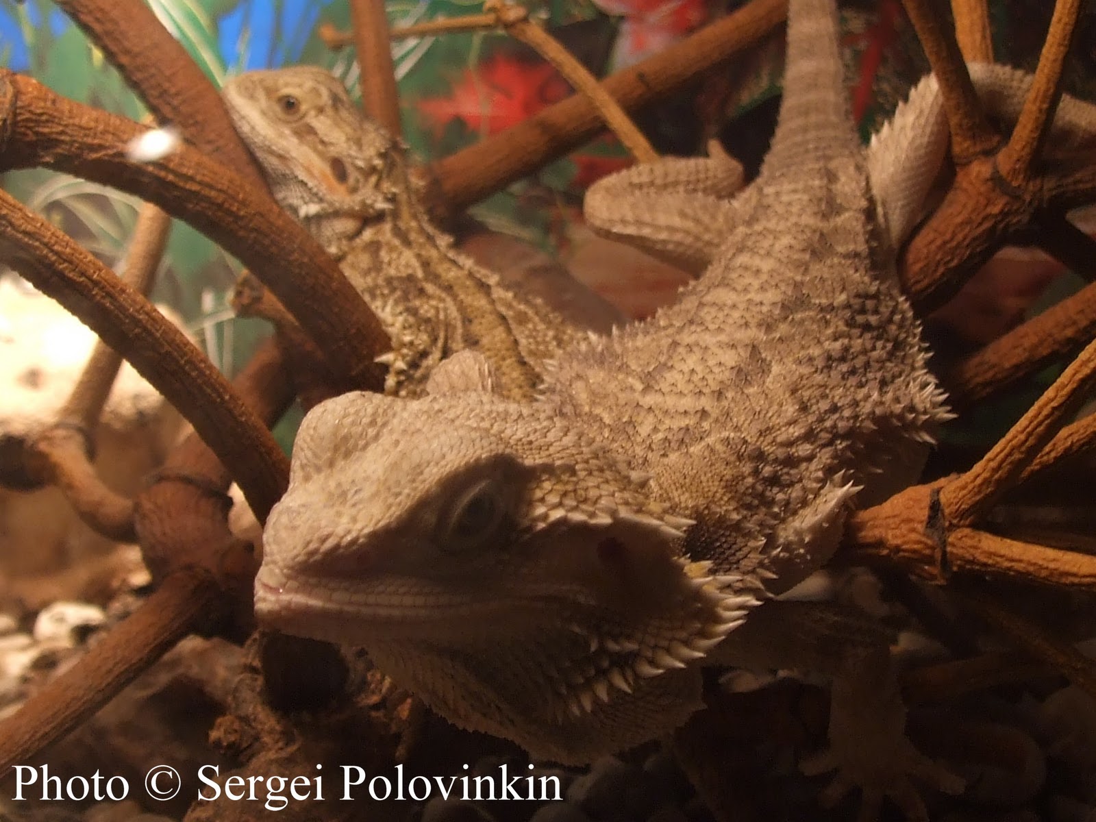 РЕПТИЛИИ: Бородатая агама