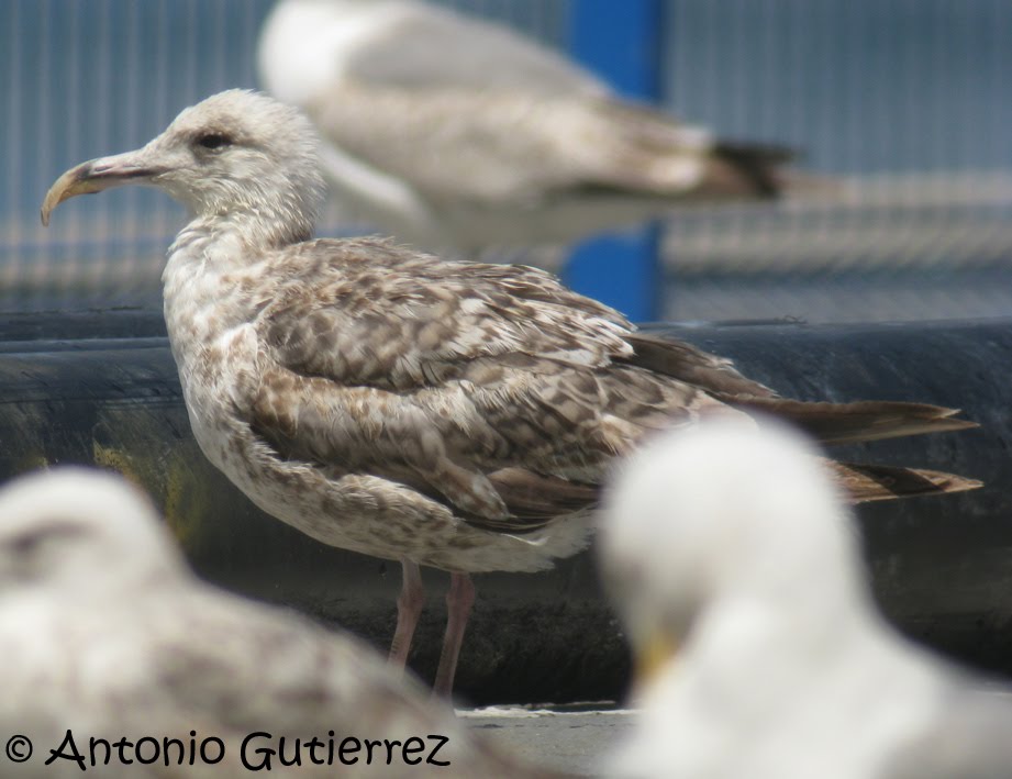 [IMG_9960+copia.jpg]
