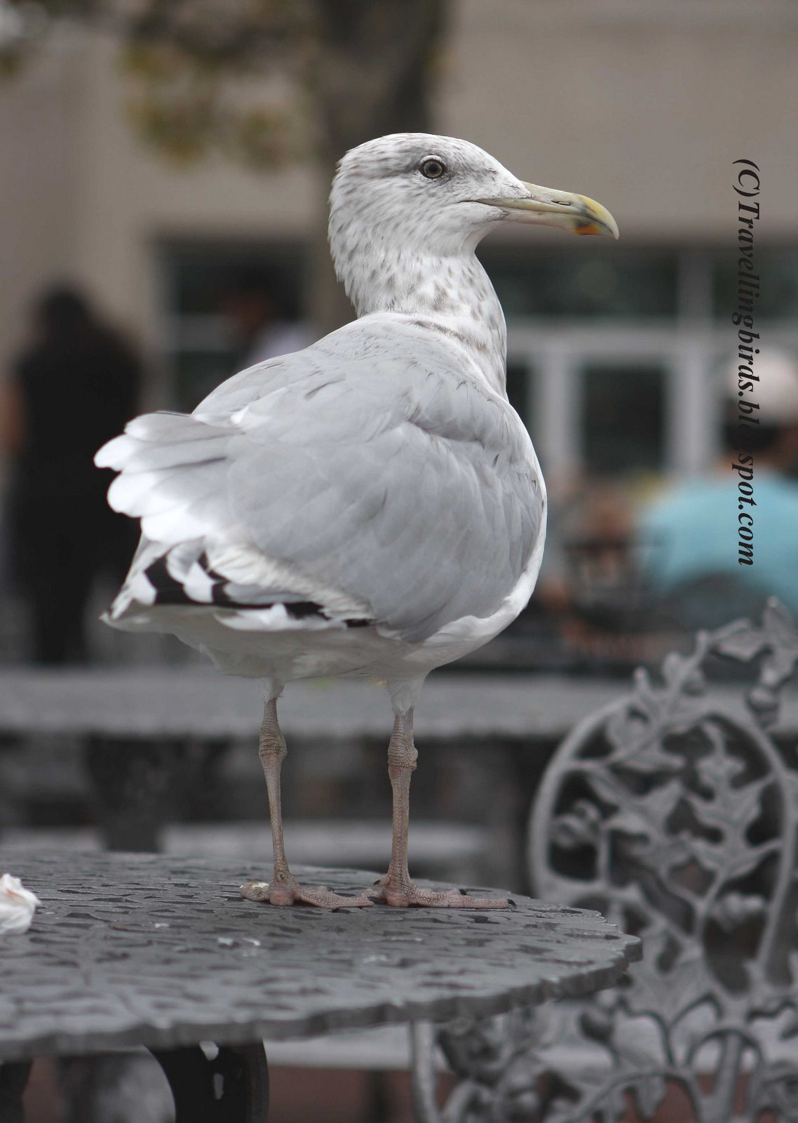 [Larus+smithsonianus5.JPG]