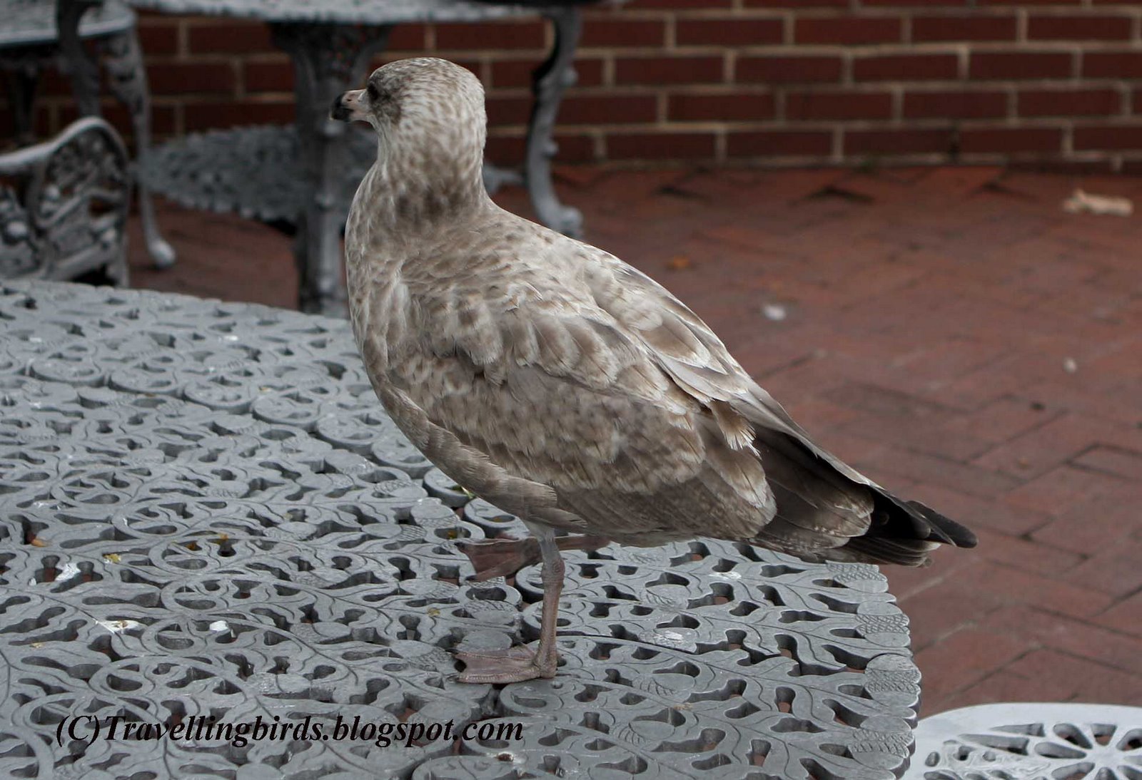 [Larus+smithsonianus10.JPG]