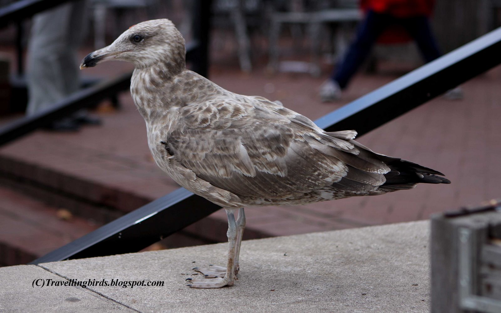 [Larus+smithsonianus18.JPG]