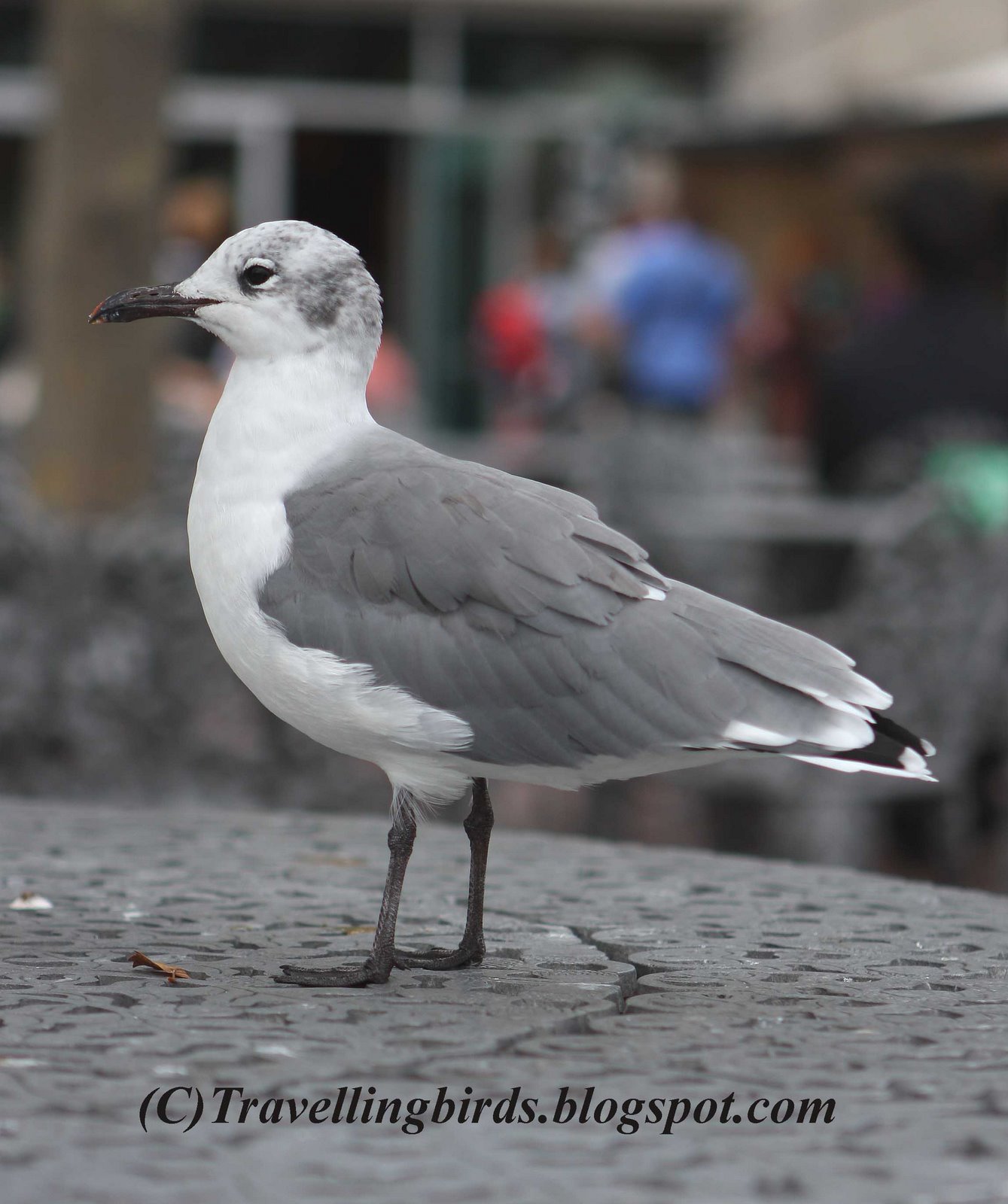 [Larus+atricilla.JPG]